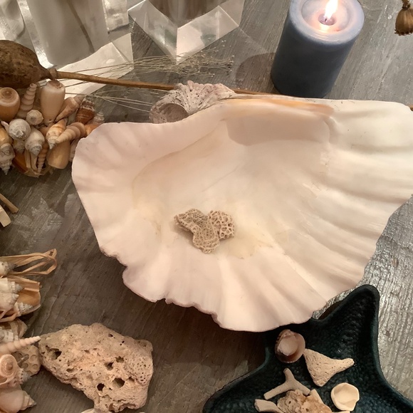 Antique Clam Shell Tridacna Gigas huge collectible unique - Picture 3 of 17